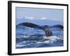 Tail of Surfacing Humpback Whale-Paul Souders-Framed Photographic Print