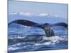 Tail of Surfacing Humpback Whale-Paul Souders-Mounted Photographic Print