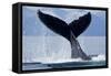 Tail Slapping Humpback Whale, Alaska-Paul Souders-Framed Stretched Canvas