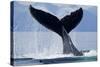 Tail Slapping Humpback Whale, Alaska-Paul Souders-Stretched Canvas