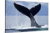 Tail Slapping Humpback Whale, Alaska-Paul Souders-Stretched Canvas