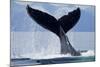 Tail Slapping Humpback Whale, Alaska-Paul Souders-Mounted Photographic Print