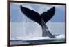 Tail Slapping Humpback Whale, Alaska-Paul Souders-Framed Photographic Print