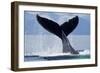 Tail Slapping Humpback Whale, Alaska-Paul Souders-Framed Photographic Print