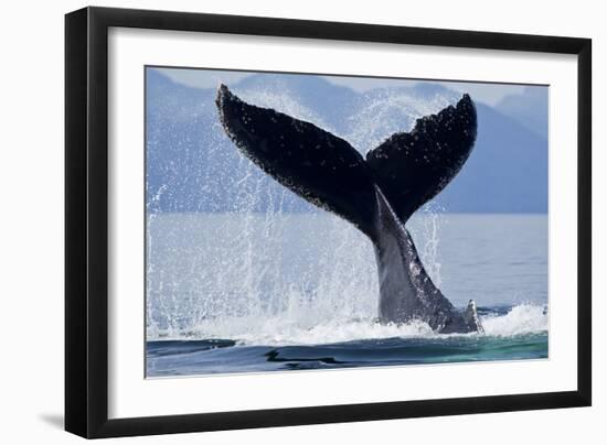 Tail Slapping Humpback Whale, Alaska-Paul Souders-Framed Photographic Print