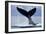 Tail Slapping Humpback Whale, Alaska-Paul Souders-Framed Photographic Print