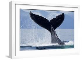 Tail Slapping Humpback Whale, Alaska-Paul Souders-Framed Photographic Print