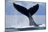 Tail Slapping Humpback Whale, Alaska-Paul Souders-Mounted Photographic Print