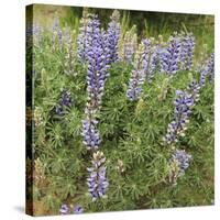 Tailcup Lupines, Cerrososo Canyon, New Mexico-Maresa Pryor-Stretched Canvas