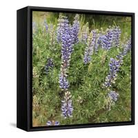 Tailcup Lupines, Cerrososo Canyon, New Mexico-Maresa Pryor-Framed Stretched Canvas