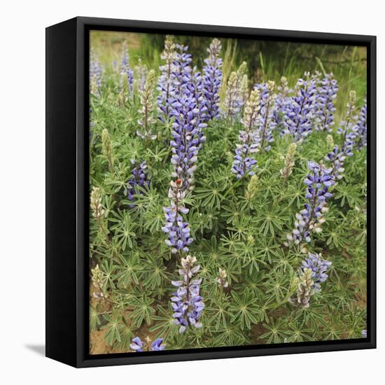 Tailcup Lupines, Cerrososo Canyon, New Mexico-Maresa Pryor-Framed Stretched Canvas