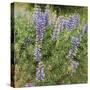 Tailcup Lupines, Cerrososo Canyon, New Mexico-Maresa Pryor-Stretched Canvas