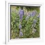 Tailcup Lupines, Cerrososo Canyon, New Mexico-Maresa Pryor-Framed Photographic Print