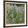 Tailcup Lupines, Cerrososo Canyon, New Mexico-Maresa Pryor-Framed Photographic Print