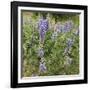 Tailcup Lupines, Cerrososo Canyon, New Mexico-Maresa Pryor-Framed Photographic Print