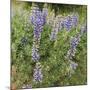 Tailcup Lupines, Cerrososo Canyon, New Mexico-Maresa Pryor-Mounted Photographic Print