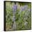 Tailcup Lupines, Cerrososo Canyon, New Mexico-Maresa Pryor-Framed Photographic Print