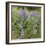 Tailcup Lupines, Cerrososo Canyon, New Mexico-Maresa Pryor-Framed Photographic Print