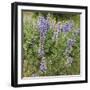 Tailcup Lupines, Cerrososo Canyon, New Mexico-Maresa Pryor-Framed Photographic Print