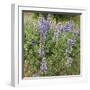 Tailcup Lupines, Cerrososo Canyon, New Mexico-Maresa Pryor-Framed Photographic Print