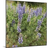 Tailcup Lupines, Cerrososo Canyon, New Mexico-Maresa Pryor-Mounted Photographic Print