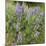 Tailcup Lupines, Cerrososo Canyon, New Mexico-Maresa Pryor-Mounted Photographic Print