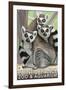 Tailed Lemurs, Point Defiance Zoo and Aquarium-Lantern Press-Framed Art Print