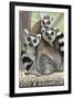 Tailed Lemurs, Point Defiance Zoo and Aquarium-Lantern Press-Framed Art Print