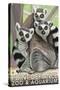 Tailed Lemurs, Point Defiance Zoo and Aquarium-Lantern Press-Stretched Canvas