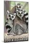 Tailed Lemurs, Point Defiance Zoo and Aquarium-Lantern Press-Mounted Art Print