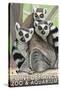 Tailed Lemurs, Point Defiance Zoo and Aquarium-Lantern Press-Stretched Canvas