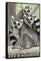 Tailed Lemurs, Point Defiance Zoo and Aquarium-Lantern Press-Framed Stretched Canvas