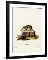 Tailless Tenrec-null-Framed Giclee Print