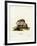 Tailless Tenrec-null-Framed Giclee Print