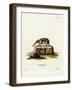 Tailless Tenrec-null-Framed Giclee Print