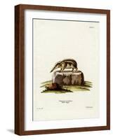 Tailless Tenrec-null-Framed Giclee Print