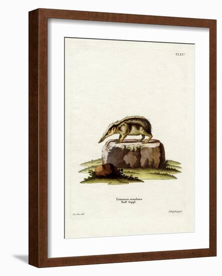 Tailless Tenrec-null-Framed Giclee Print