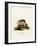 Tailless Tenrec-null-Framed Giclee Print