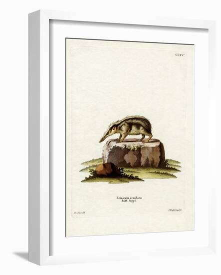 Tailless Tenrec-null-Framed Giclee Print