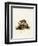 Tailless Tenrec-null-Framed Premium Giclee Print