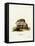 Tailless Tenrec-null-Framed Stretched Canvas