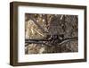 Tailless Whip Scorpion, Yasuni NP, Amazon Rainforest, Ecuador-Pete Oxford-Framed Photographic Print