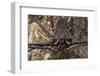 Tailless Whip Scorpion, Yasuni NP, Amazon Rainforest, Ecuador-Pete Oxford-Framed Photographic Print