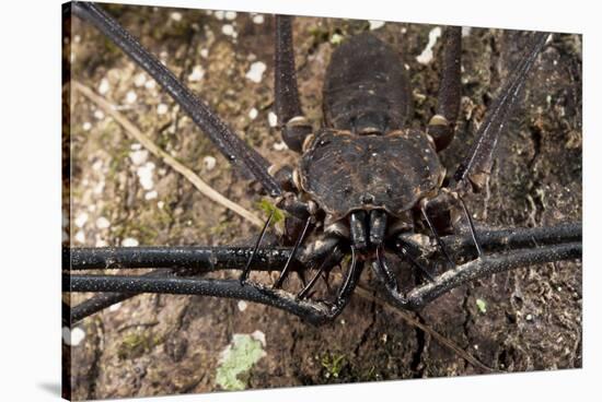 Tailless Whip Scorpion, Yasuni NP, Amazon Rainforest, Ecuador-Pete Oxford-Stretched Canvas