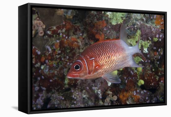 Tailspot Squirrelfish Swimming in Fiji-Stocktrek Images-Framed Stretched Canvas