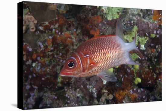 Tailspot Squirrelfish Swimming in Fiji-Stocktrek Images-Stretched Canvas