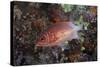 Tailspot Squirrelfish Swimming in Fiji-Stocktrek Images-Stretched Canvas