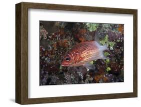 Tailspot Squirrelfish Swimming in Fiji-Stocktrek Images-Framed Photographic Print