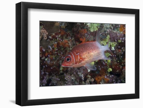 Tailspot Squirrelfish Swimming in Fiji-Stocktrek Images-Framed Photographic Print