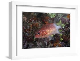 Tailspot Squirrelfish Swimming in Fiji-Stocktrek Images-Framed Photographic Print